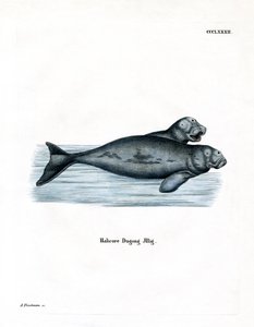 Dugong (barevná rytina) od German School