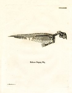 Dugong Skeleton (barevná rytina) od German School