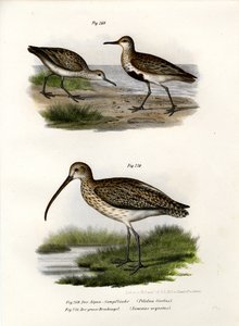 Dunlin, 1864 od German School