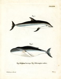 Dusky Dolphin (barevná rytina) od German School