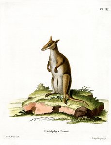 Dusky Wallaby (barevná rytina) od German School
