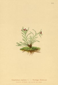 dwarf zakrslý (Gnaphalium supineum) od German School