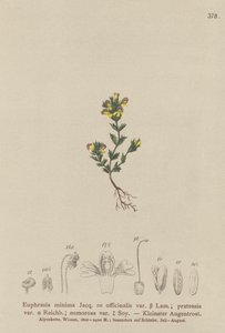 Světlík trpasličí (Euphrasia minima, Euphrasia officinalis, Euphrasia pratensis var. nemorosa) od German School