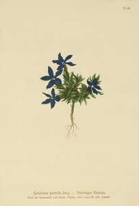 Hořec trpasličí (Gentiana pumila) od German School
