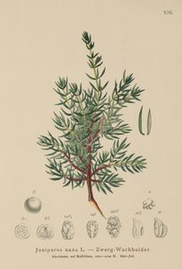 Jalovec trpasličí (Juniperus nana, Juniperus communis subsp. nana, Juniperus communis var. saxatilis) od German School