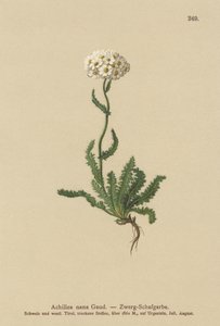 Milfoil trpasličí od German School