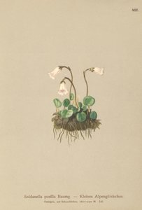 Trpasličí zvonek (Soldanella pusilla, Soldanella alpicola) od German School