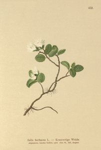 Vrba trpasličí (Salix herbacea) od German School