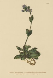 Rozrazil modrý (Veronica bellidioides) od German School