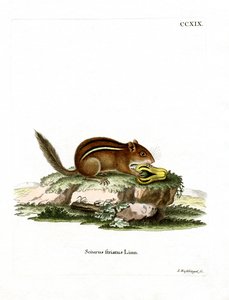 Východoamerický Chipmunk (barevné rytí) od German School