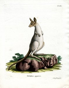 Eastern Grey Kangaroo (barevné rytí) od German School