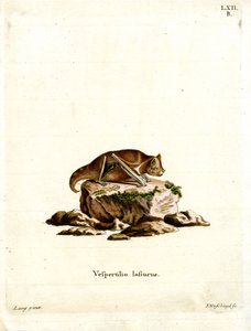 Eastern Red Bat (barevná rytina) od German School