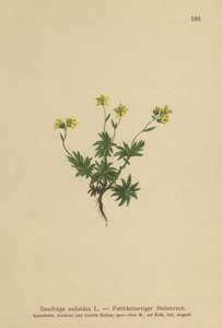 Lomikámen východní (Saxifraga sedoides) od German School