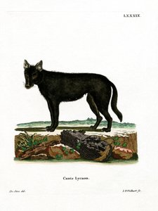 Eastern Timber Wolf (barevná rytina) od German School