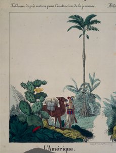 Vzdělávací plakát s flórou a faunou Jižní Ameriky, levá strana, vydal F. Wentzel, Weissenburg, 1840 (viz také 379942)