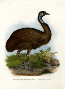 Emu, 1864 od German School