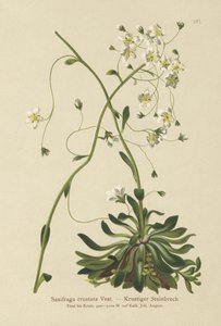 Lomikámen potažený (Saxifraga crustata) od German School
