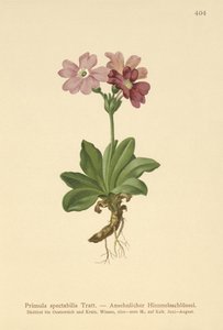 Prvosenka alpská (Primula spectabilis, Auriculastrum primula) od German School