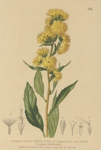 Zlatobýl evropský (Solidago alpestris, Solidago virgaaurea, Solidago virgaurea) od German School