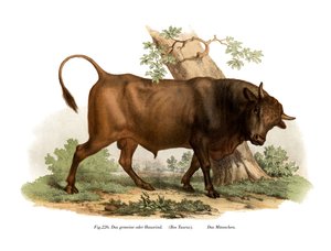 Evropský skot, 1860 od German School