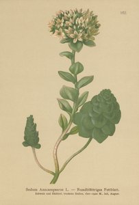 Orpine stálezelená (Sedum Anacampseros, Hylotelephium anacampseros) od German School