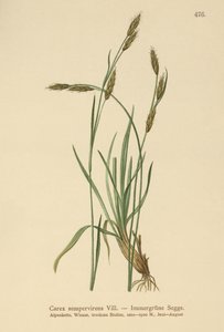 Ostřice stálezelená (Carex sempervirens) od German School