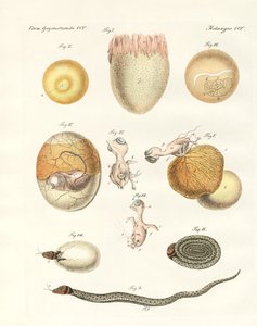 Evoluce slepic, holubů a hadů z vajec (barevné rytí) od German School