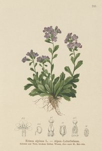 Náprstník vílí (Erinus alpinus) od German School