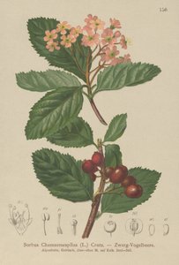 mišpule falešná (Sorbus chamaemespilus) od German School