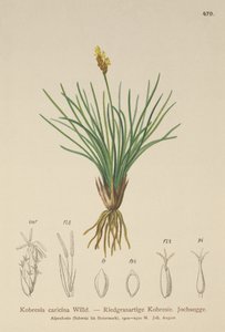 False Sedge (Kobresia simpliciuscula, Kobresia caricina) od German School