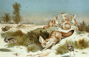 Fennec Fox, deska z "Brehms Tierleben: Allgemeine Kunde des Tierreichs", sv. 2, s. 202, vydal Bibliographisches Institut od German School