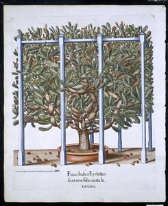 Ficus Indica Eystten z Hortus Eystettensis od Basila Beslera (1561-1629) hospoda. 1613 (ručně kolorovaná rytina) od German School