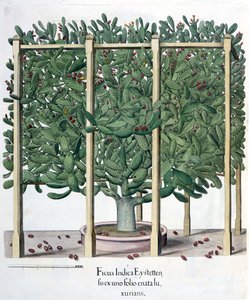 Ficus indica eystettensis, z knihy Hortus Eystettensis od Basila Beslera (1561-1629), vyd. 1613 od German School