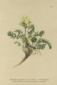 Loketka polní (Oxytropis campestris) od German School