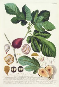Obr, ryl Johann Jakob Haid (1704-67) deska 73 z botanické knihy, hospod. od Augusta Vinda od German School