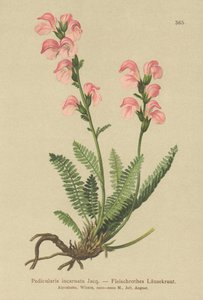 Všivec růžový (Pedicularis incarnata) od German School