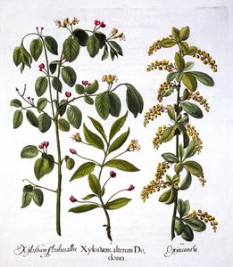 Fly Zimolez a Hawthorn, od Hortus Eystettensis, Basil Besler (1561-1629), hospoda. 1613 (ručně kolorovaná rytina) od German School