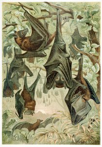 Flying Foxes, od Brehms Tierleben, hospoda. Barevná litografie 1860, 1860. od German School