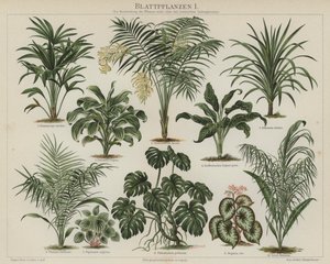 Listové rostliny (barva litho) od German School