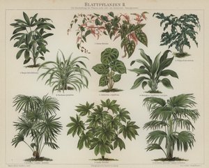 Listové rostliny (barva litho) od German School
