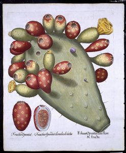 Folium Opuntia z Hortus Eystettensis od Basila Beslera (1561-1629) hospoda. 1613 (ručně kolorovaná rytina) od German School
