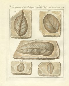 Zkamenělé listy z primitivních dob (barevné rytí) od German School