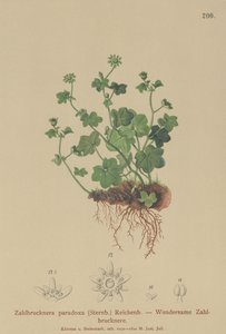 Lomikámen křehký (Zahlbrucknera paradoxa, Saxifraga paradoxa) od German School