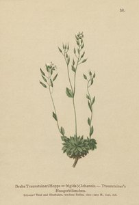Frigid Whitlow-grass (Draba Traunsteineri, Draba frigida) od German School