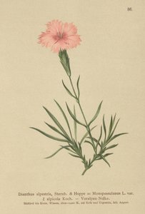 Růžový třásněný (Dianthus Monspessulanus, Dianthus alpestris, Dianthus alpicola) od German School