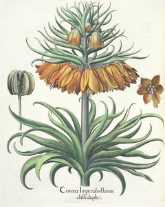 Fritillary: Crown of Imperial flowers od Basila Beslera (1561-1629), hospoda. 1613
