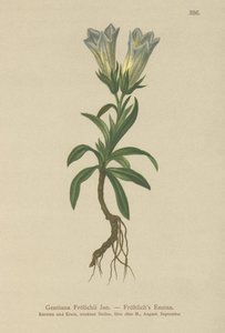 Froelichův hořec (Gentiana Froelichii) od German School