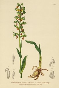 Žabí orchidej (Coeloglossum viride) od German School