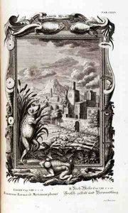 Žáby, ryté, z „Physica Sacra“, Johann Jakob Scheuchzer, Augsburg od German School
