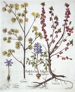 Dýmovnice, Daphne mezereum, Cornelian Cherry and Spring Crocus, od Hortus Eystettensis, Basil Besler (1561-1629), pub. 1613 (ručně kolorovaná rytina) od German School